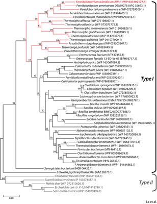 Functional Characterization of Primordial Protein Repair Enzyme M38 Metallo-Peptidase From Fervidobacterium islandicum AW-1